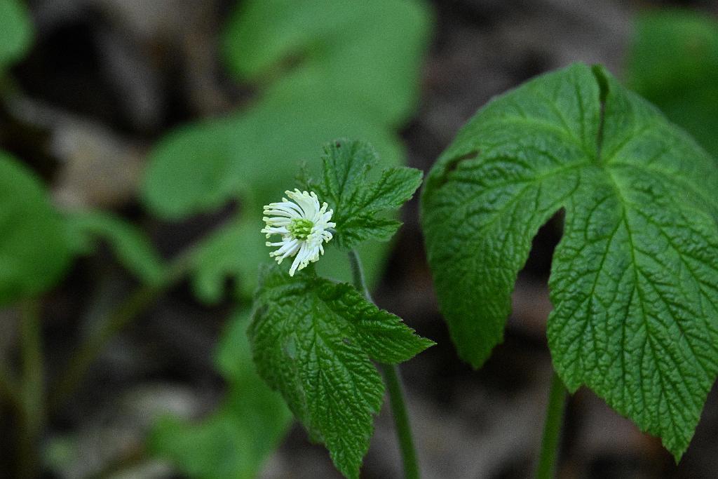 2025-04286683 Mount Auburn Cemetery, MA.JPG - Goldenseal. Mount Auburn Cemetery, MA, 4-28-2025